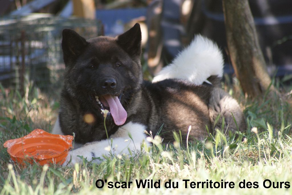 O'scar wild du Territoire Des Ours