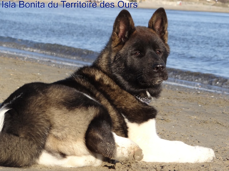 Isla bonita du Territoire Des Ours