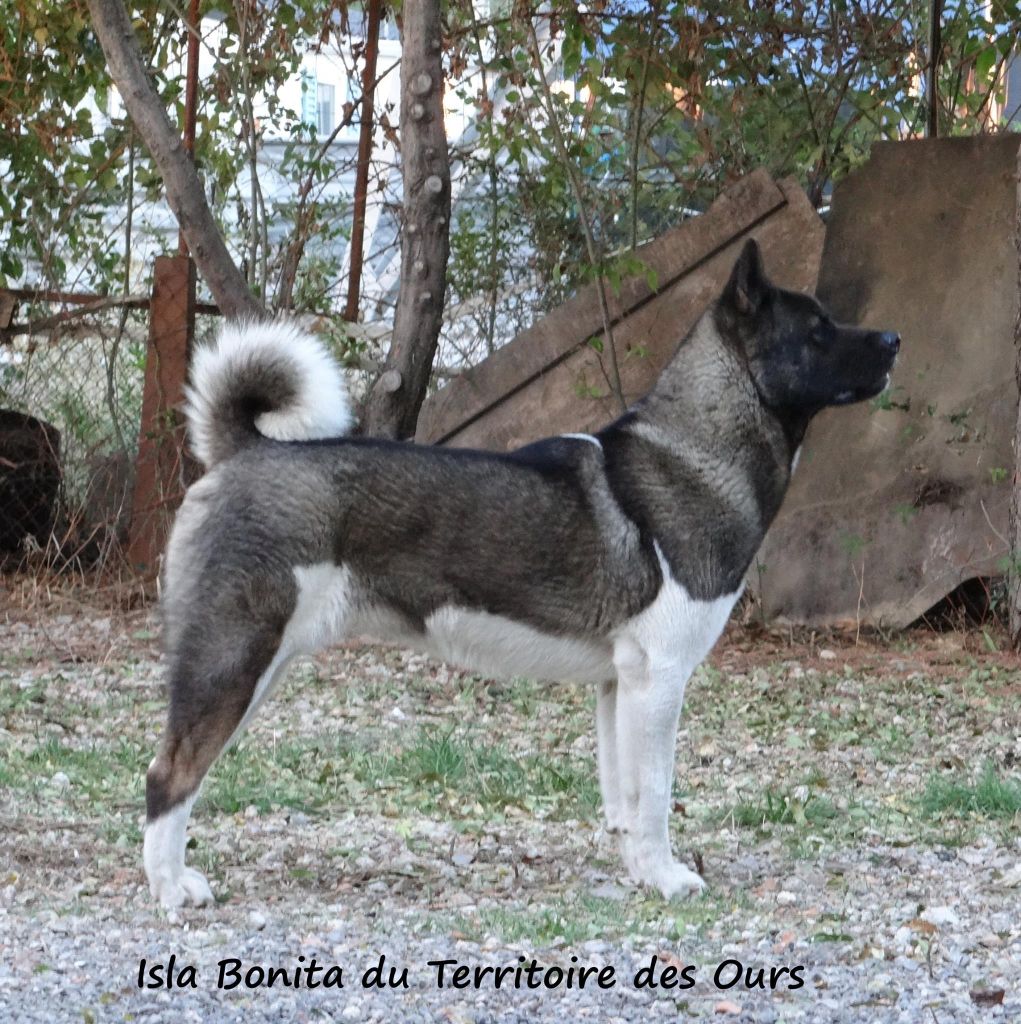 Isla bonita du Territoire Des Ours