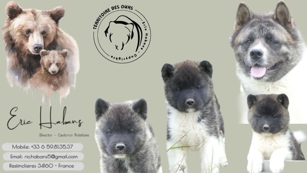 chiot Akita americain du Territoire Des Ours