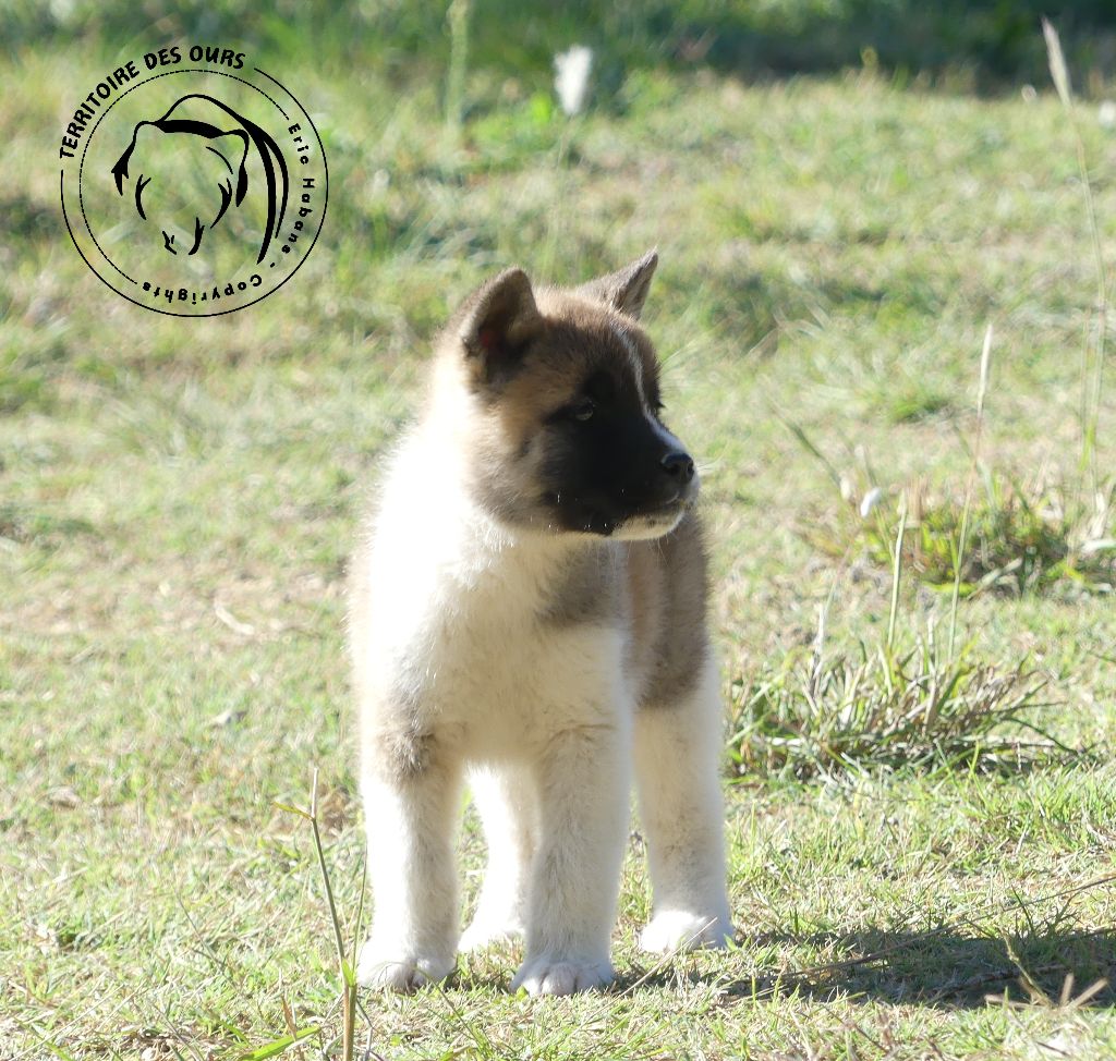 du Territoire Des Ours - Chiot disponible  - Akita americain