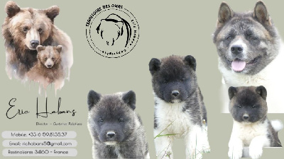 du Territoire Des Ours - Akita americain - Portée née le 01/08/2024