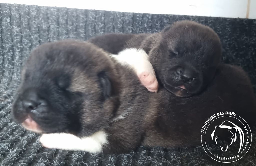 chiot Akita americain du Territoire Des Ours