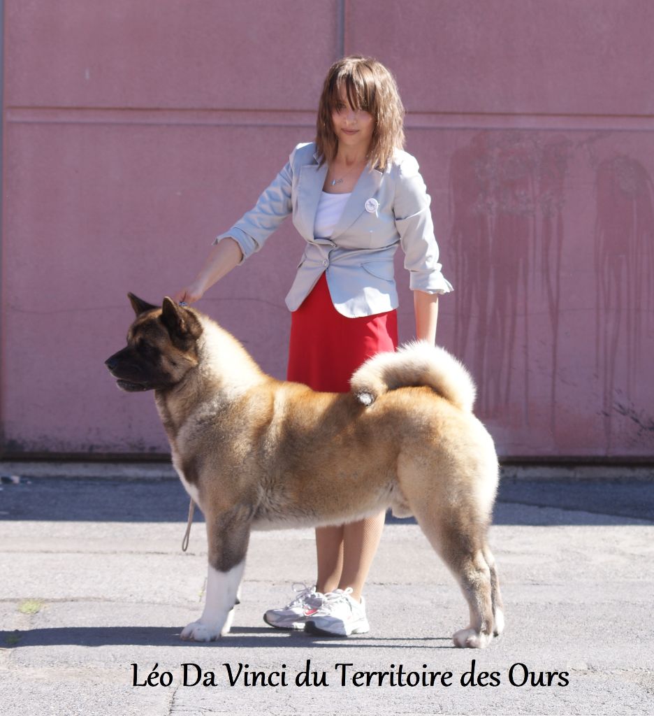 Léo da vinci du Territoire Des Ours