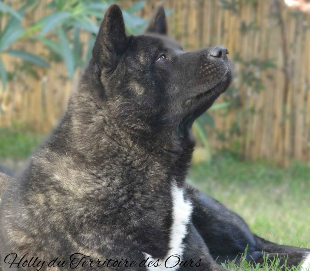 Holly du Territoire Des Ours