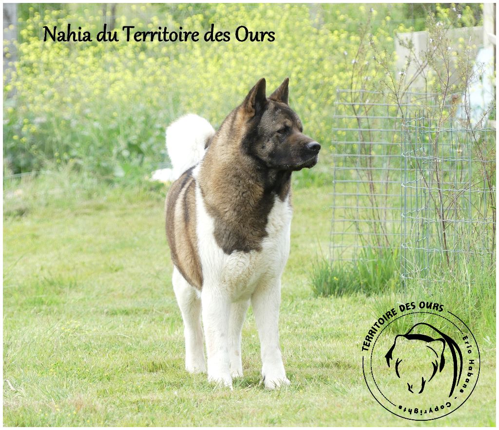 Nahia du Territoire Des Ours