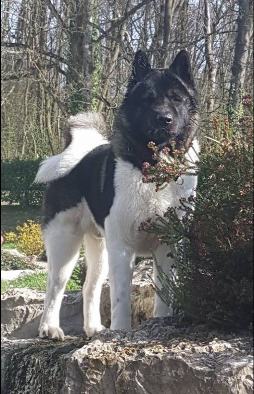 QUELQUES UNS DES CHIOTS NES A L'ELEVAGE