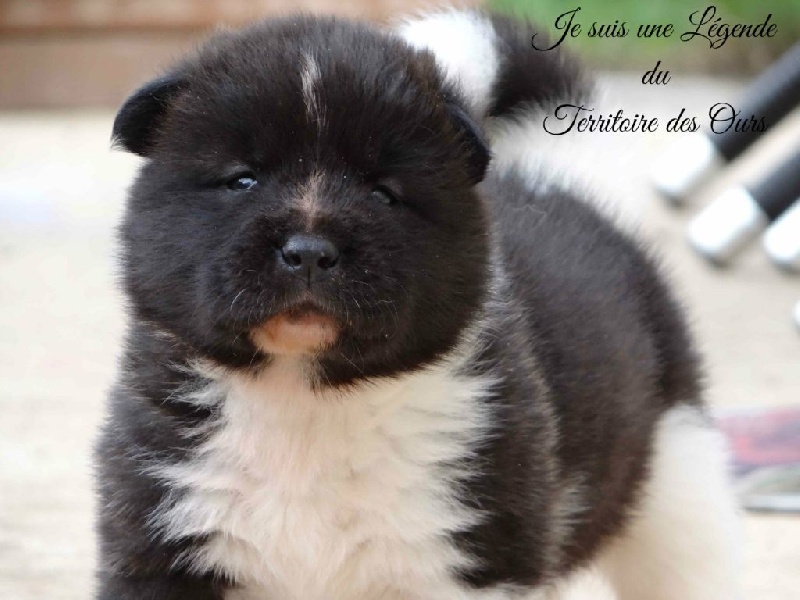 Je suis une Légende du Territoire des Ours (dit Jin)