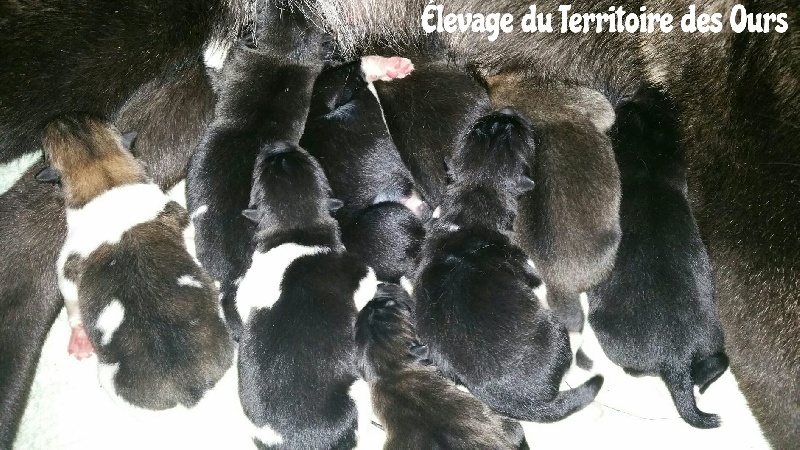 Chiots de Idylle et Kaymo