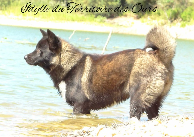 Idylle du Territoire des Ours