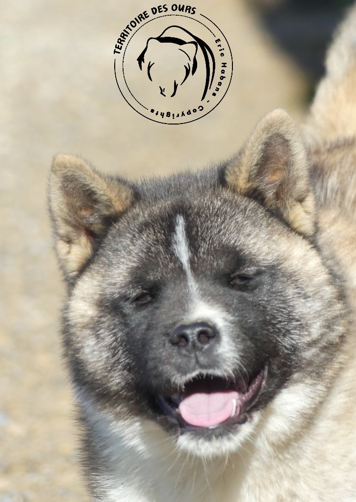 du Territoire Des Ours - Chiots disponibles - Akita americain